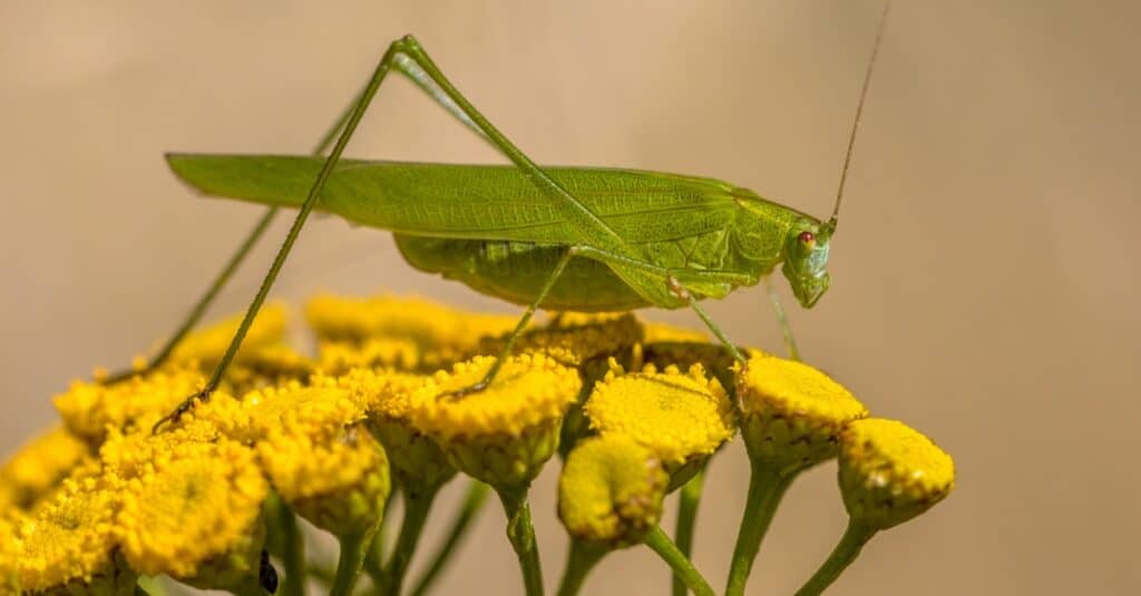 How often do katydids need to be fed?