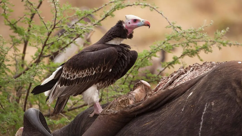 Why are vultures important?