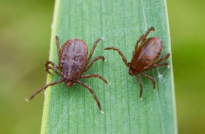 How long can a tick live in a house?
