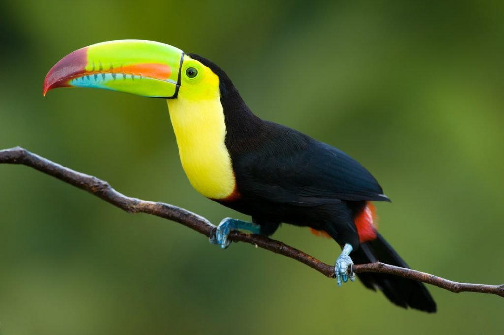 Do toucans consume bugs?