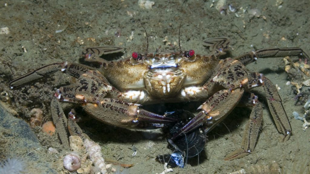 King crabs