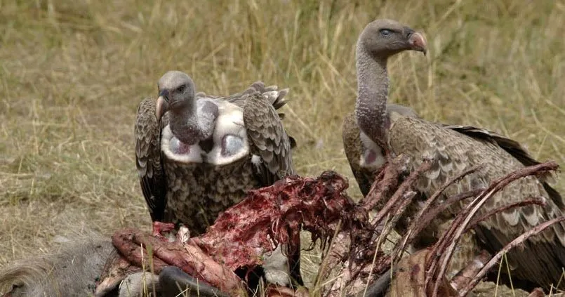 Do vultures eat human beings?