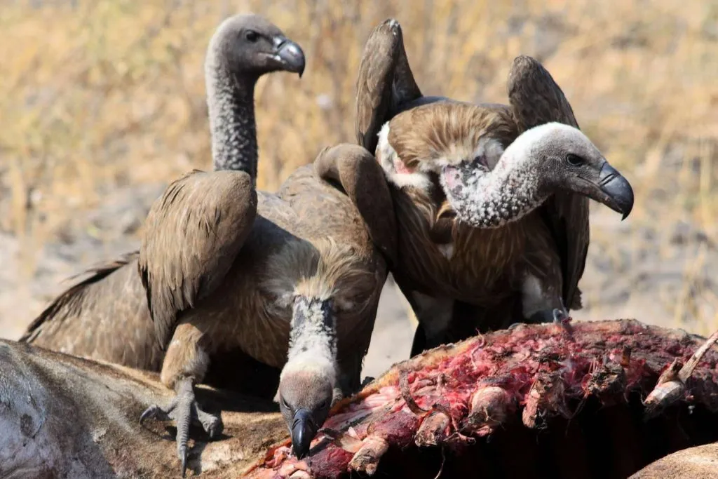 Do all vultures eat the same things?