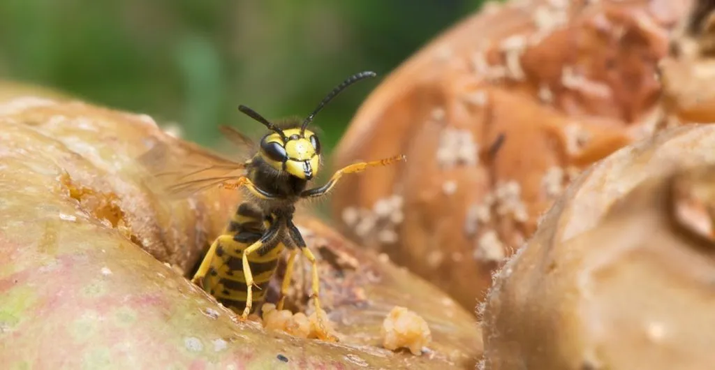 What do Asian giant hornets eat?