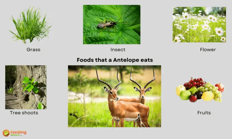 what do antelopes eat