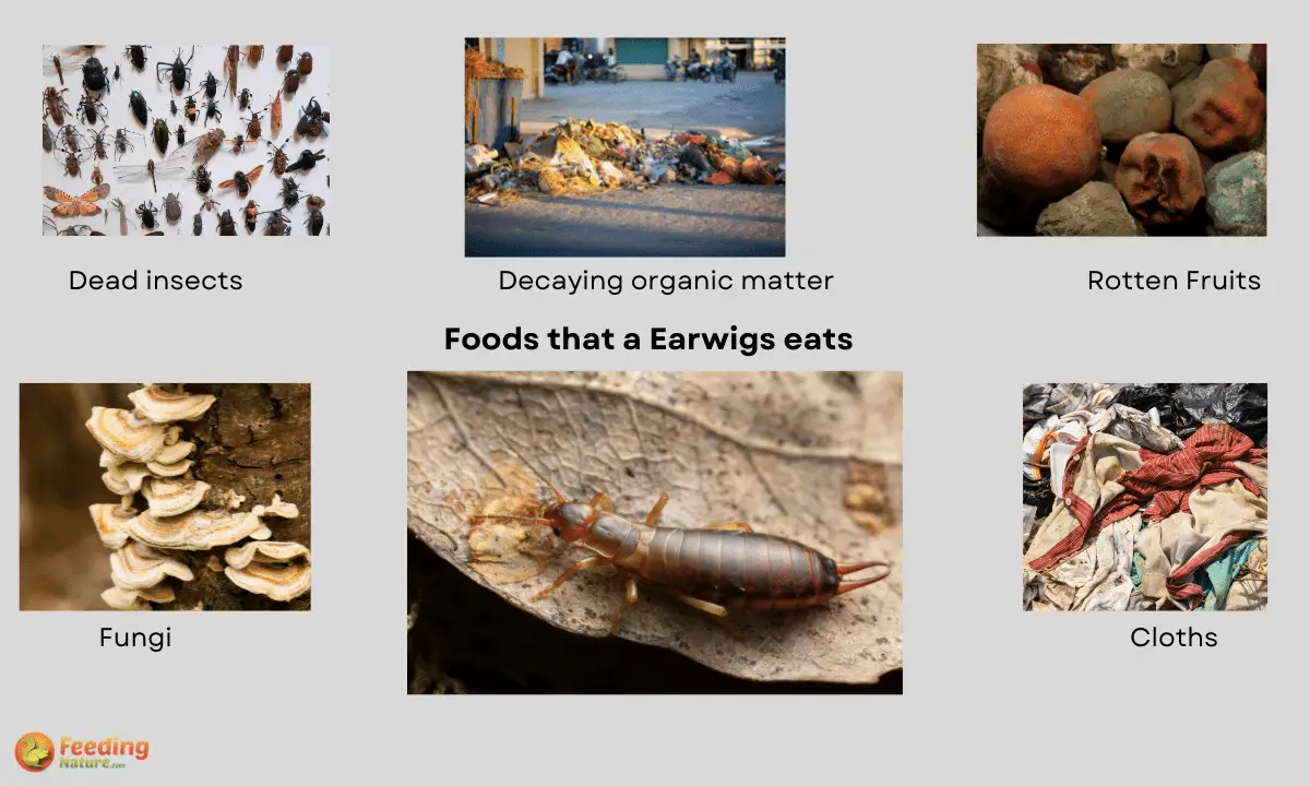 What Do Earwigs Eat [YearRound Food Habits]