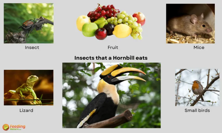what do hornbills eat