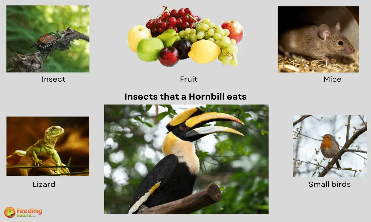What Do Hornbills Eat [Diet & Facts]