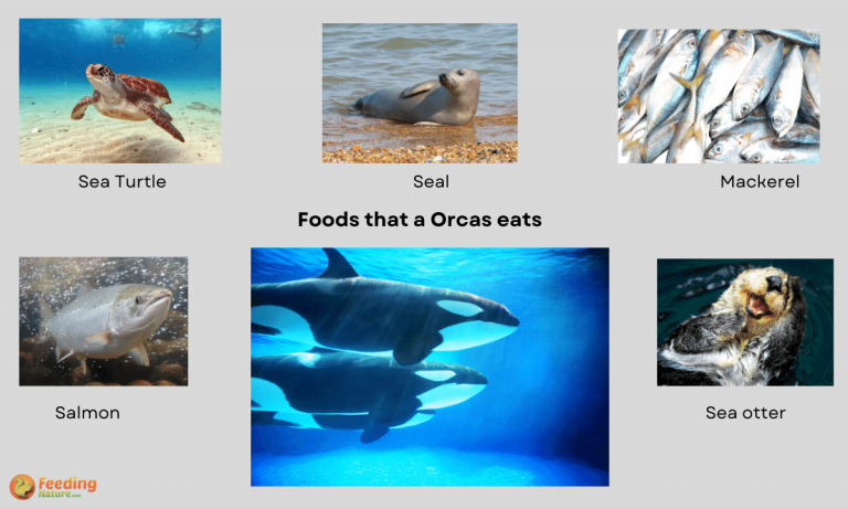 what do orcas eat