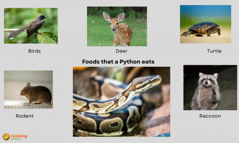 what do pythons eat