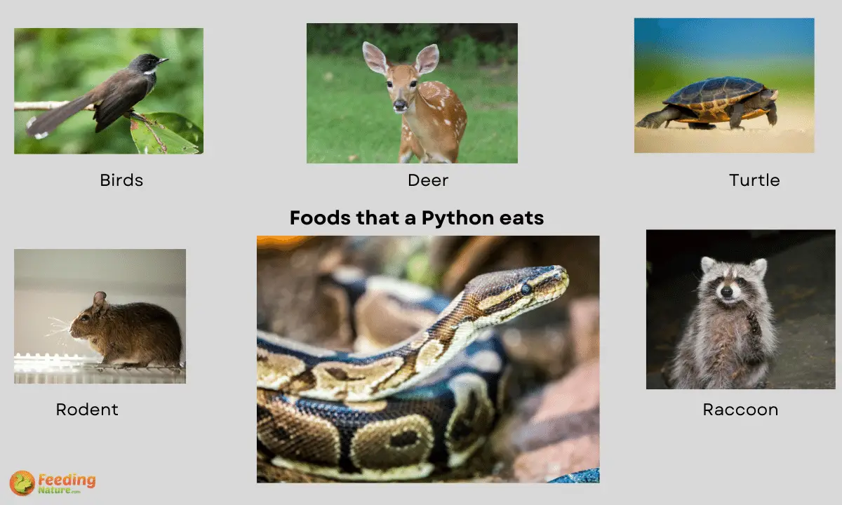 What Do Pythons Eat [Diet & Facts]