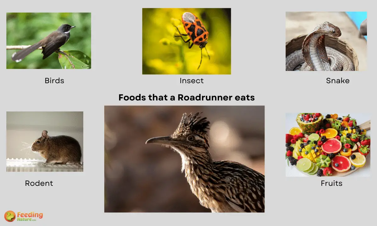 what-do-roadrunners-eat-8-foods-they-won-t-miss-feeding-nature