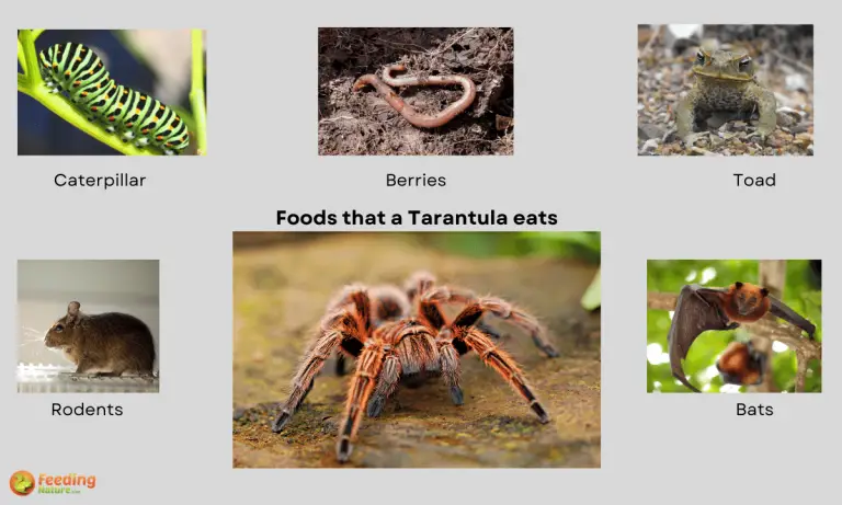 what do tarantulas eat