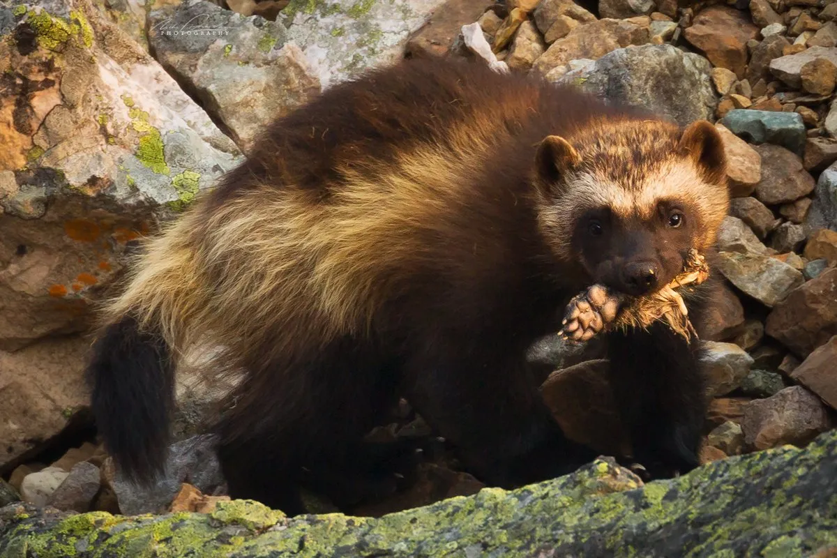 What Do Wolverines Eat?