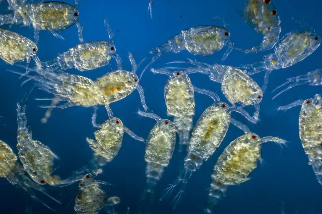 What plants do zooplankton eat?