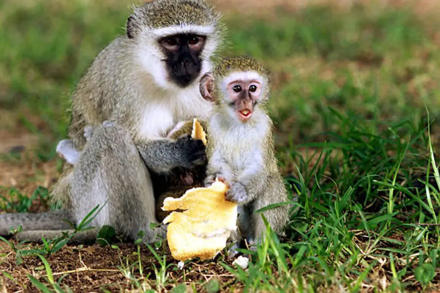 two vervet monkeys eating fruit