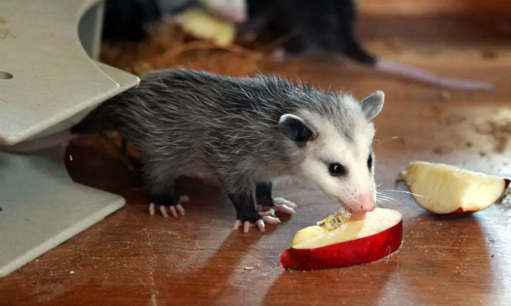 possum eating fruit
