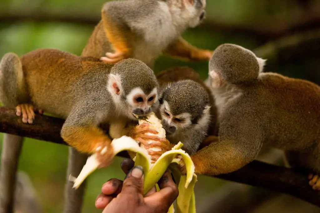 Squirrel Monkeys eating banana