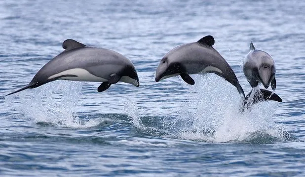 What eats hector dolphins?