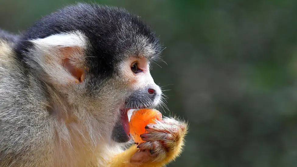 Squirrel Monkeys eating fruits