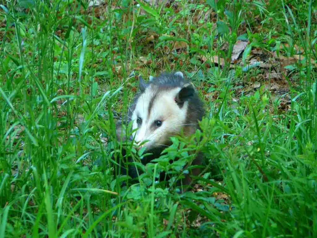 possum in grass