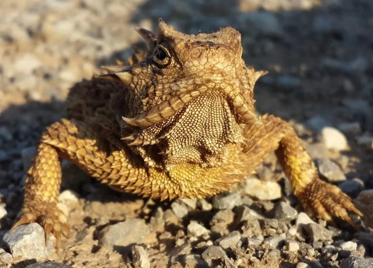 What Do Horned Lizards Eat?