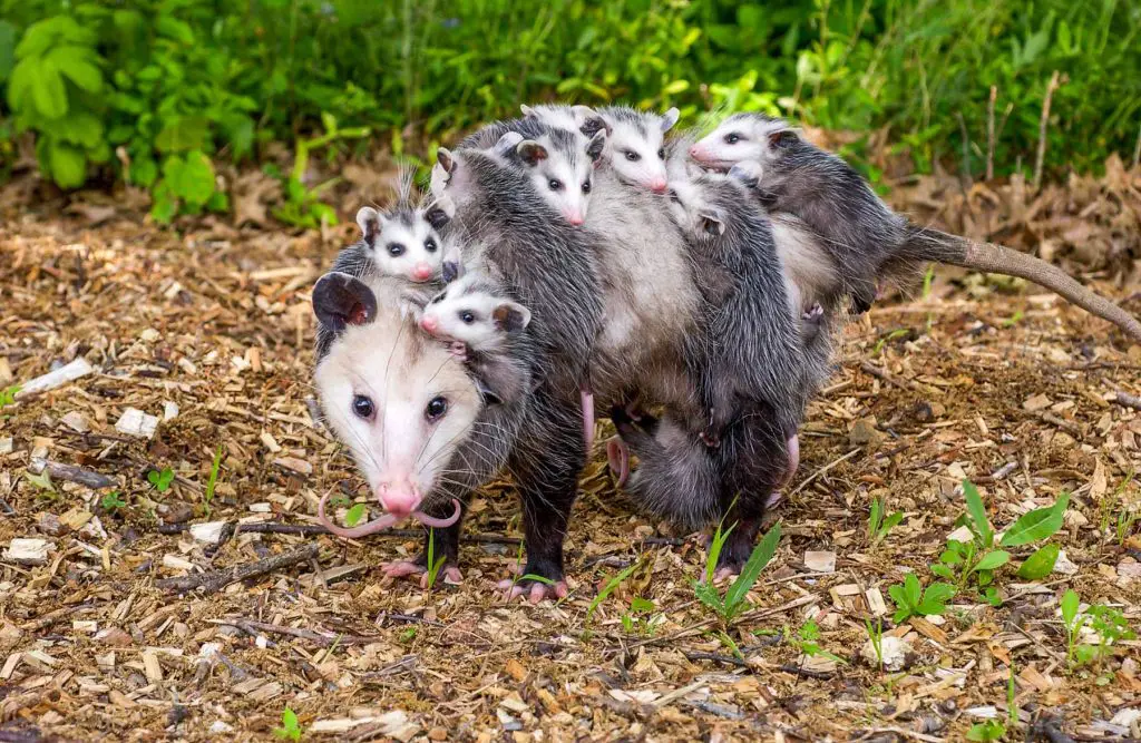 possum on the ground with babies