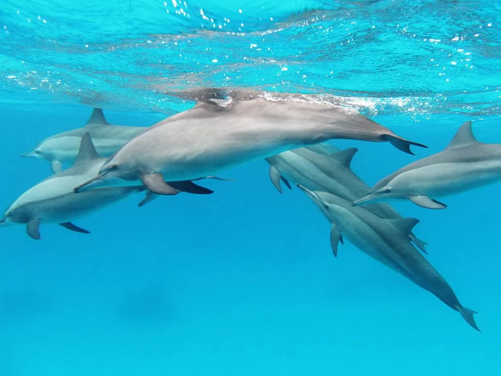 Do spinner dolphins eat in captivity?