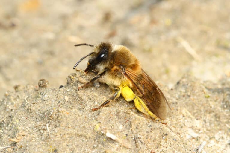 What is the life cycle of a mason bee?