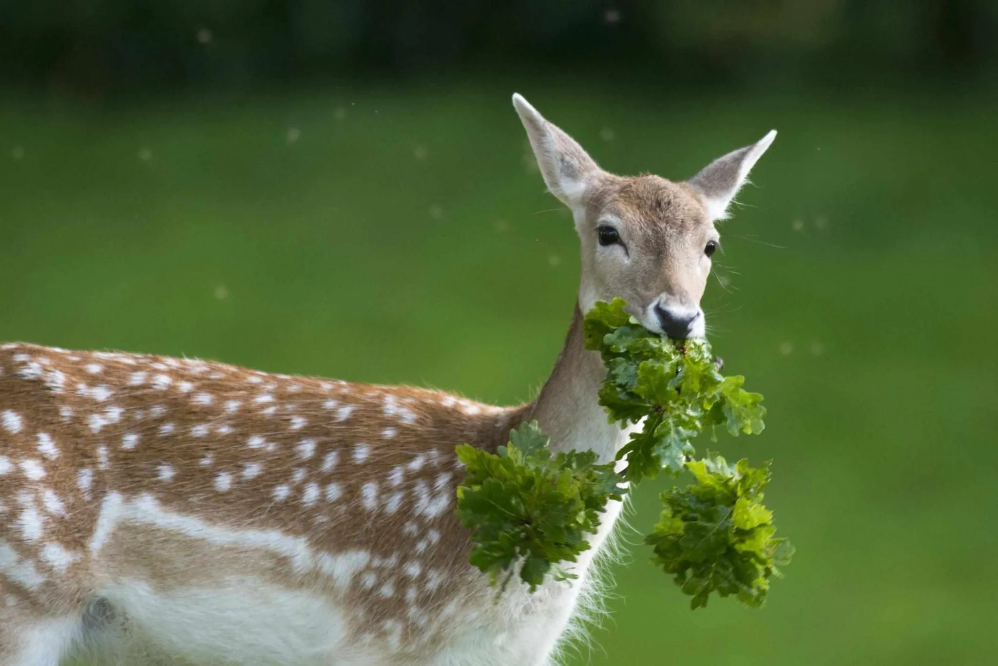 Do deer eat bean plants