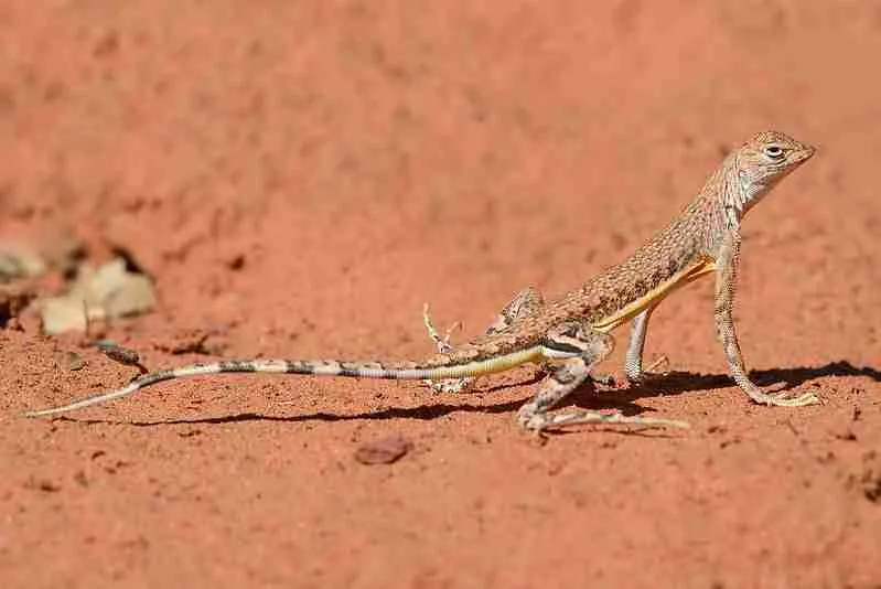 lizard in the desert