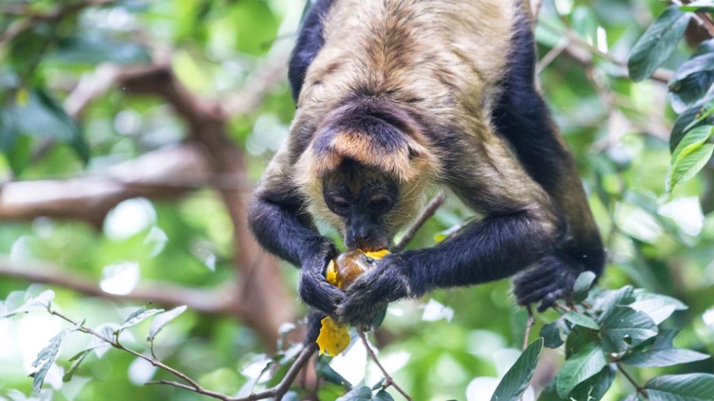 spider monkey eating boozy fruit