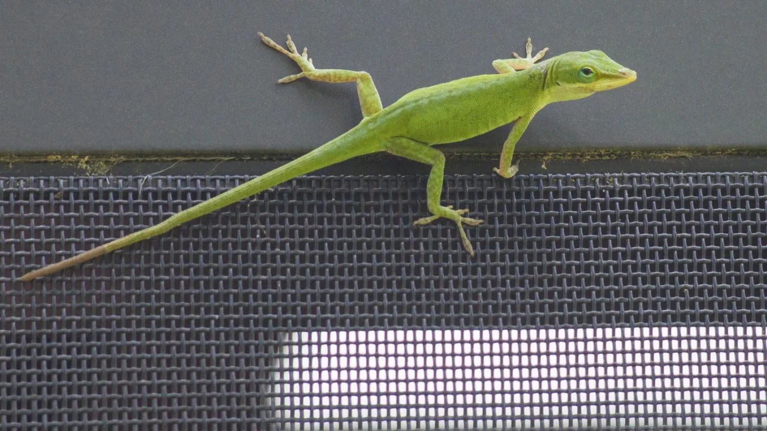 What Do Green Lizards Eat?