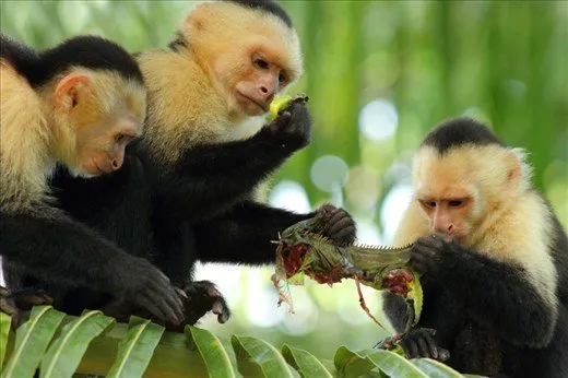 capuchin monkeys eating berries