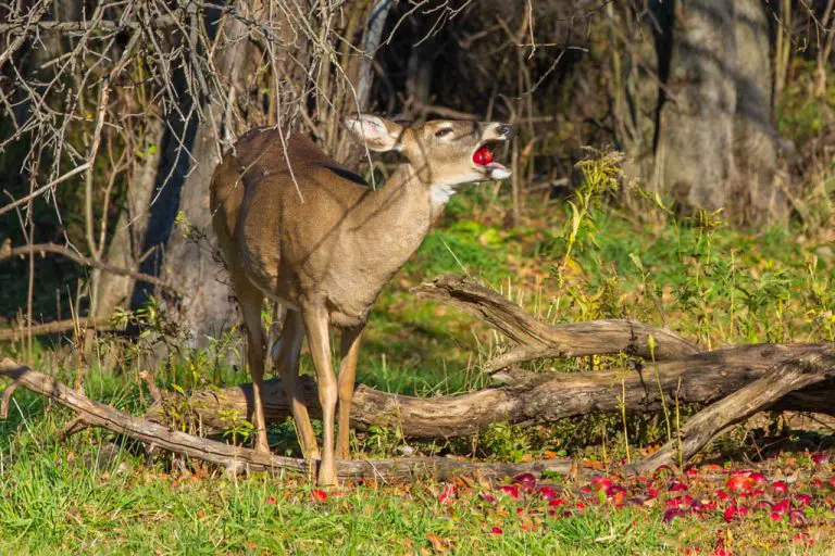 what-do-deer-eat-in-summer