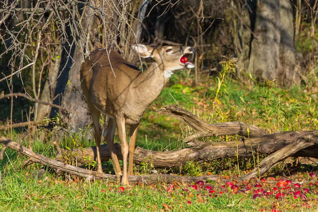 What do deer eat in summer?