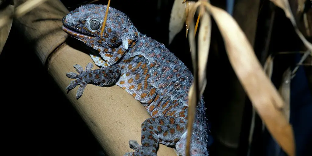 What do tokay geckos eat in the wild?