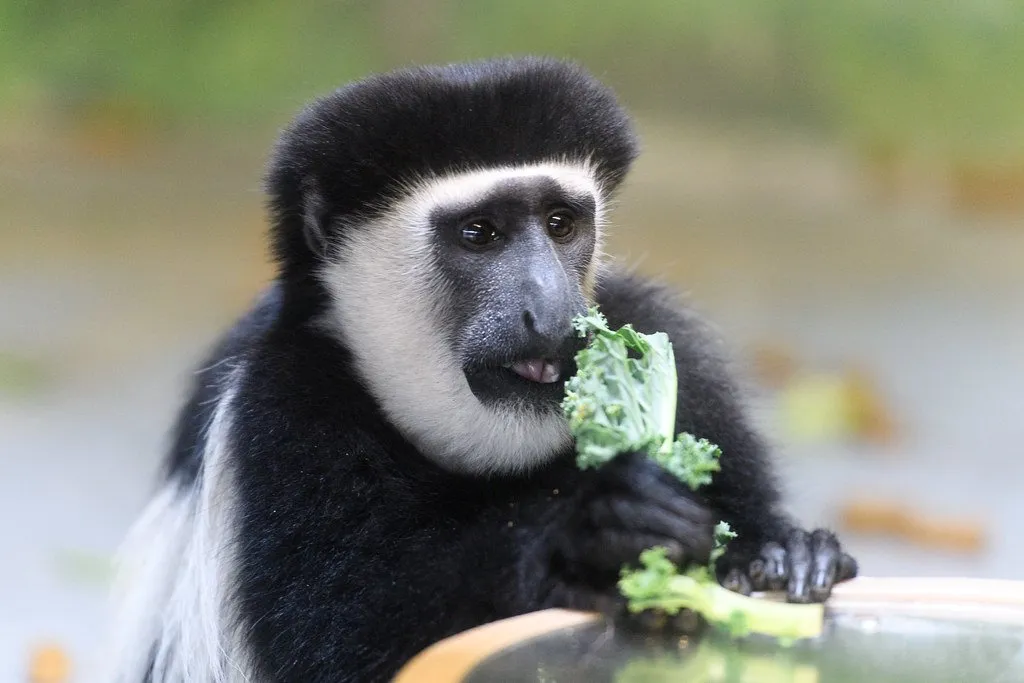 colobus monkey eating vegetable
