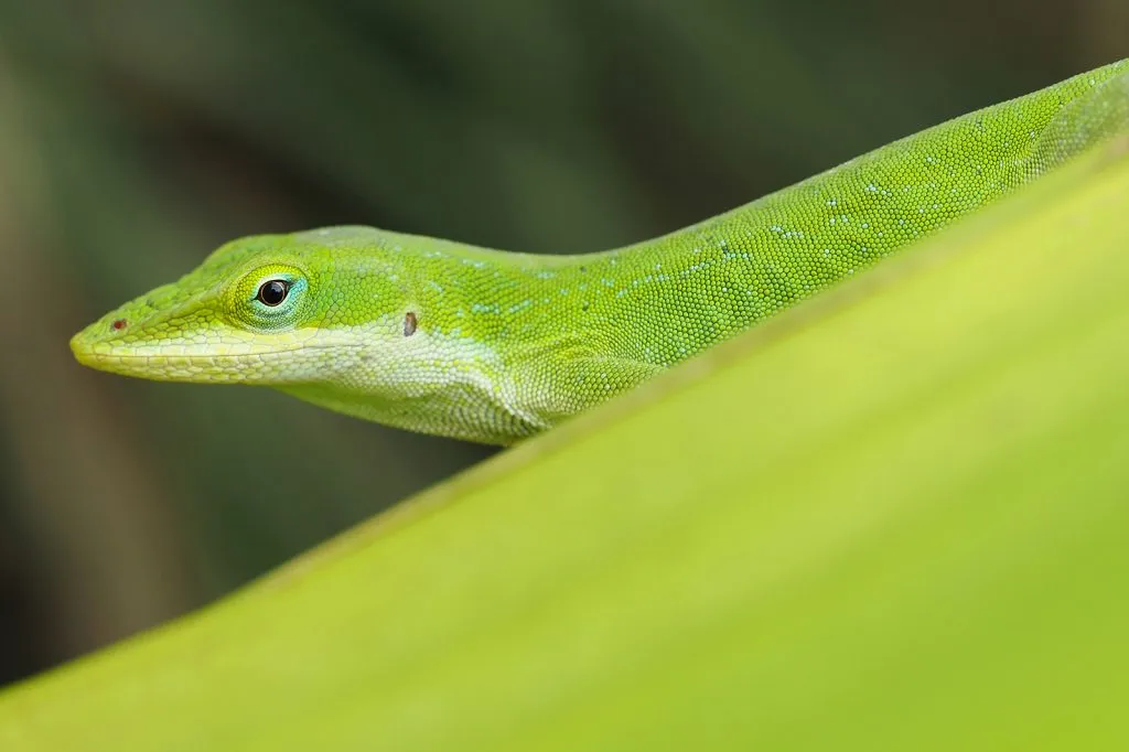 green lizard on leaf