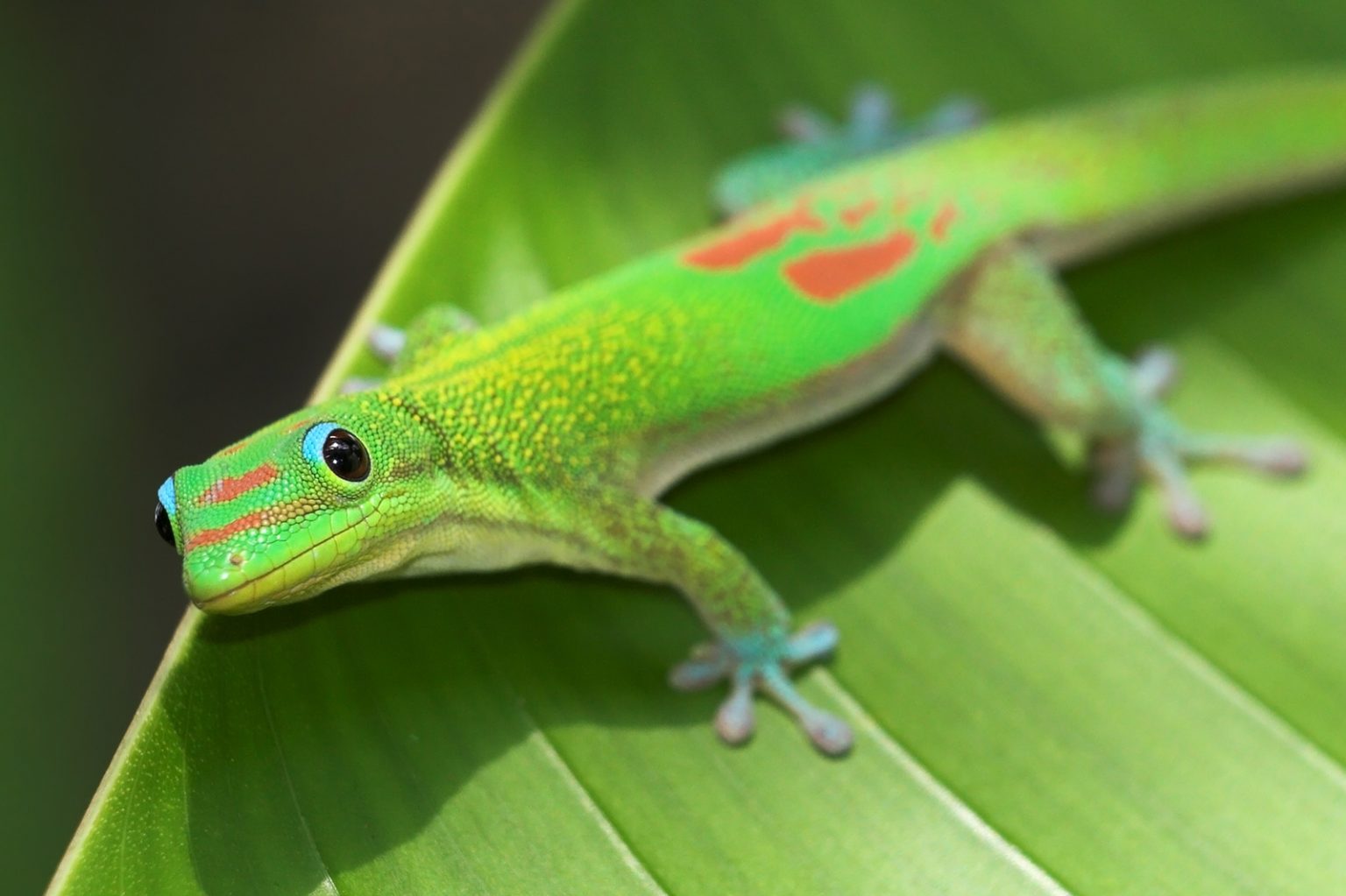 what-do-wild-geckos-eat