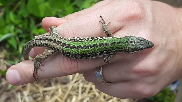 Garden Lizard in the garden