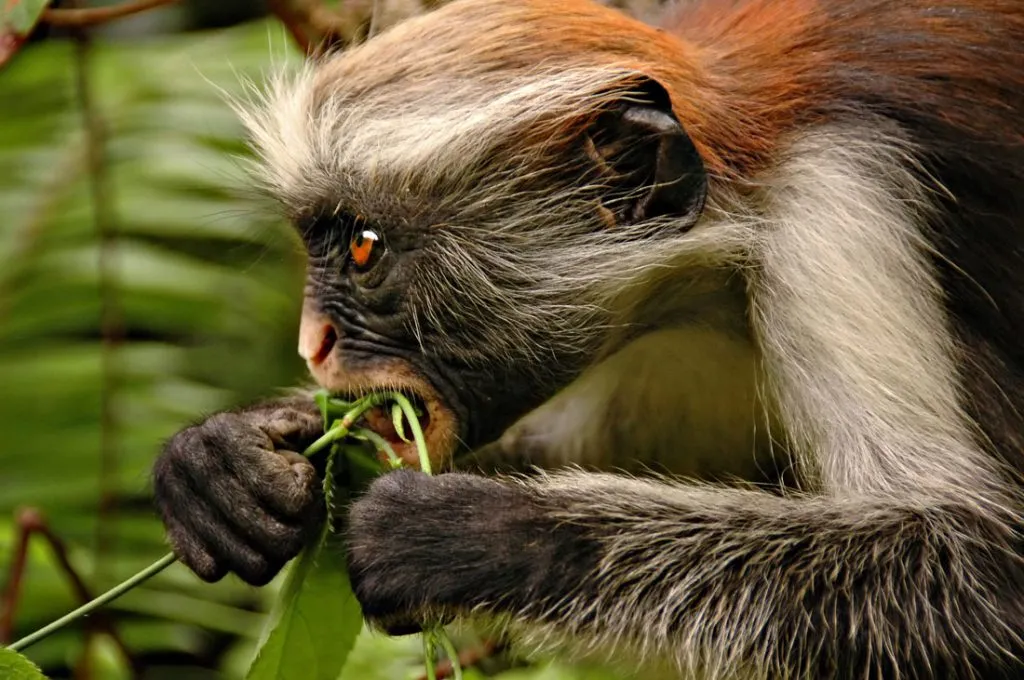 red colobus monkey eating plant
