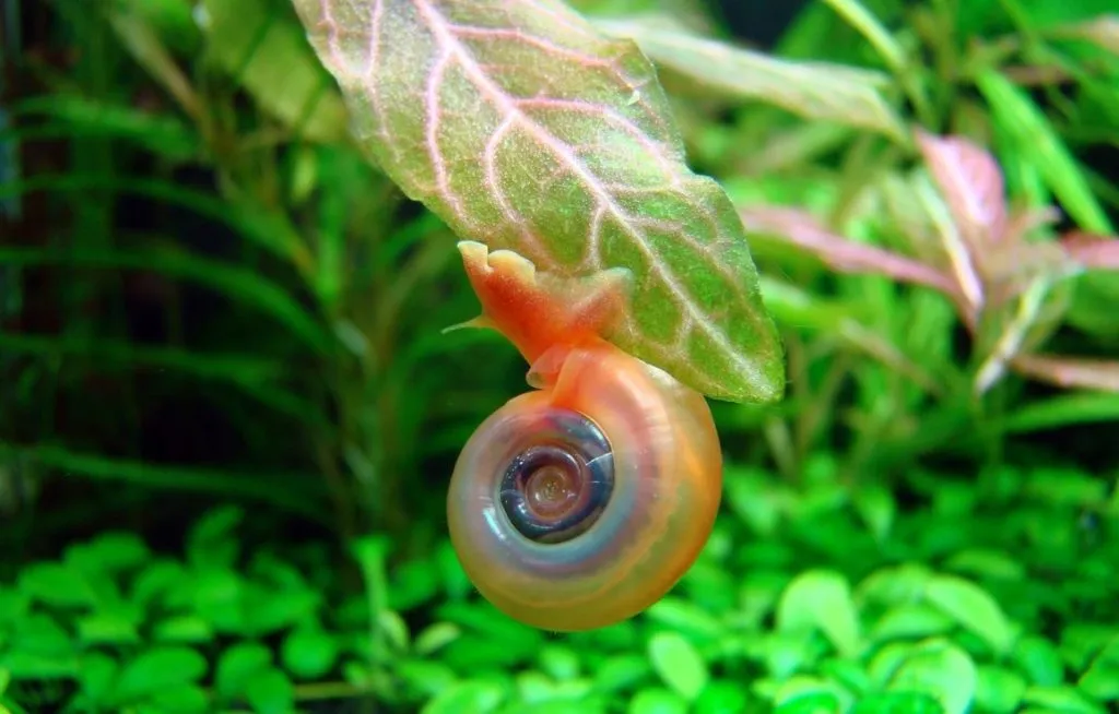 What to do with ramshorn snails?