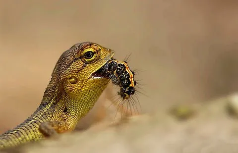 small lizard eating insect