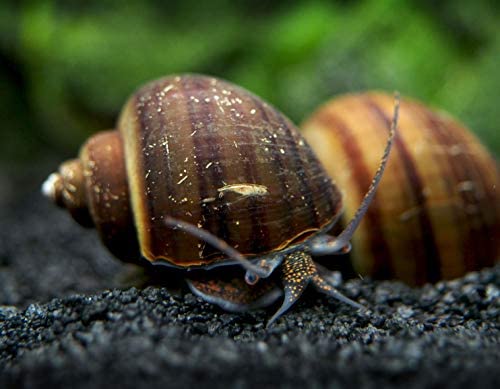 What vegetables do aquarium snails eat?
