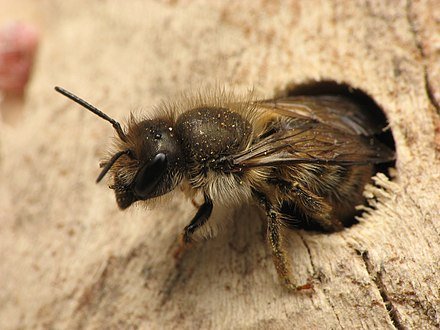 What do baby mason bees eat?