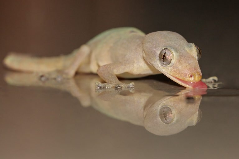 what do house geckos eat