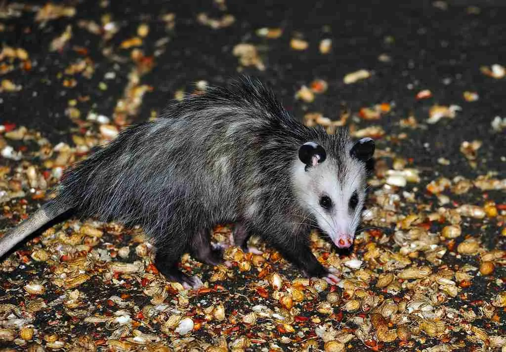 possum eating trash