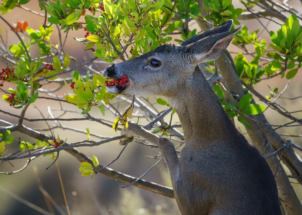 What do deer eat in the summer?