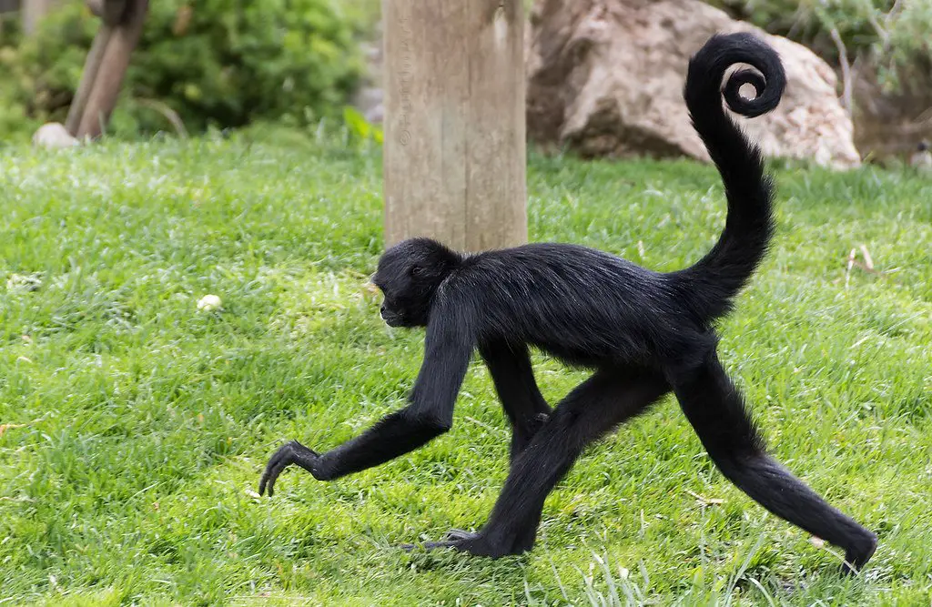 spider monkey with a long tail